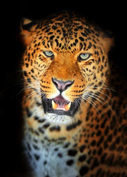 Leopardo — Foto Stock