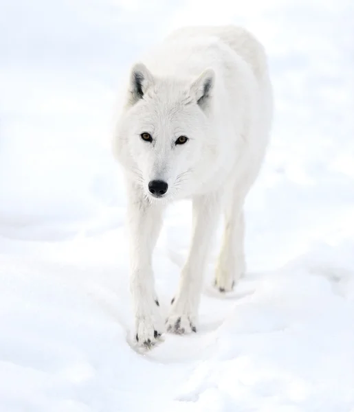 Polarwolf — Stockfoto