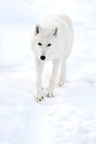 Polarwolf — Stockfoto