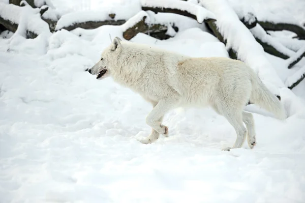 Polar wolf — Stockfoto