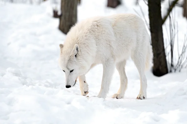 Lobo polar — Foto de Stock