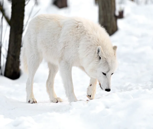 Lobo polar —  Fotos de Stock