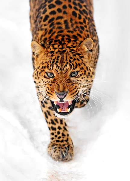 Leopard — Stockfoto