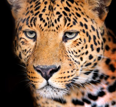 leopar