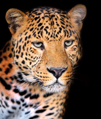 leopar