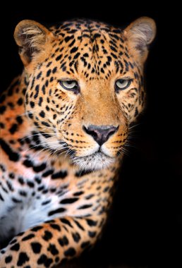 leopar
