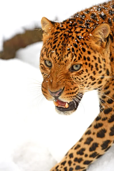 Leopard — Stockfoto