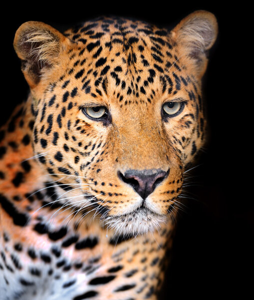 Portrait of Leopard