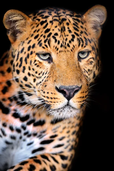 Leopardo — Foto de Stock