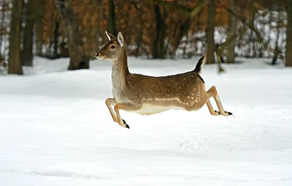 Cervi in inverno — Foto Stock