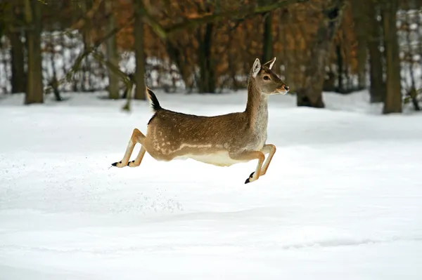 Veado no inverno — Fotografia de Stock