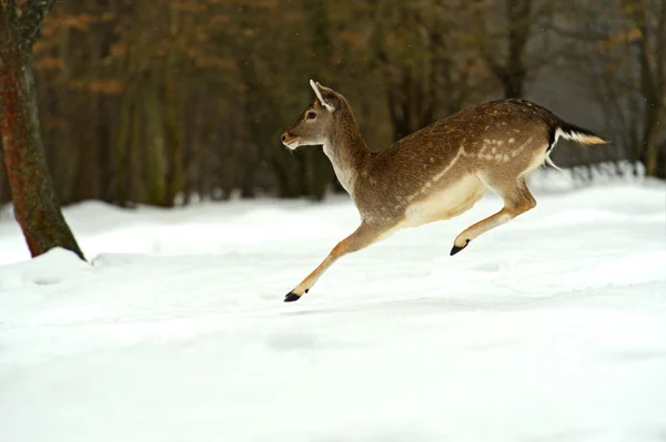 Rådjur i vinter — Stockfoto