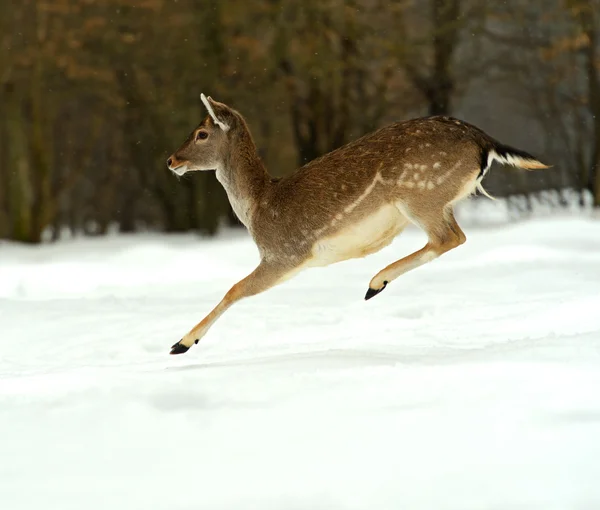 Jelen v zimě — Stock fotografie