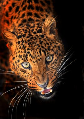 leopar portresi
