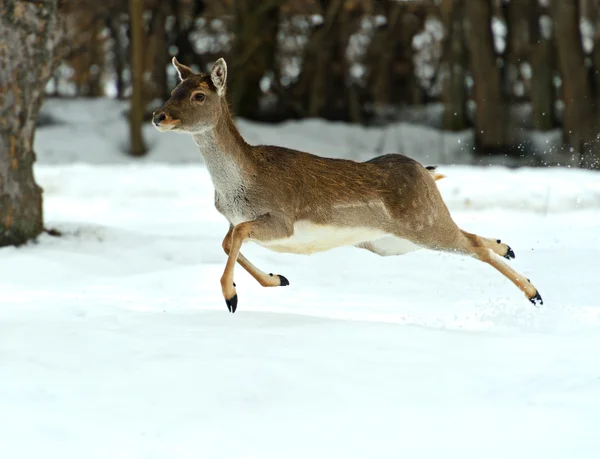 Cervi in inverno — Foto Stock