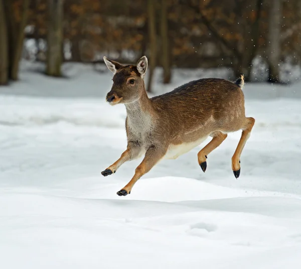 Cervi in inverno — Foto Stock