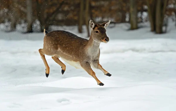 Cervi in inverno — Foto Stock