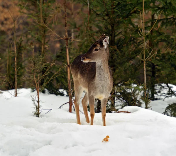 Cervi in inverno — Foto Stock