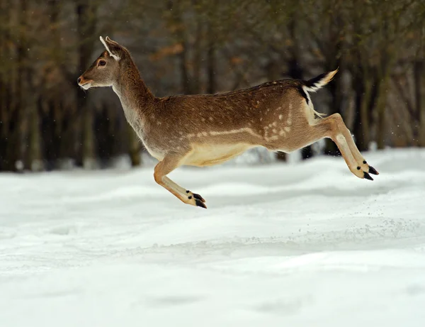 Cervi in inverno — Foto Stock