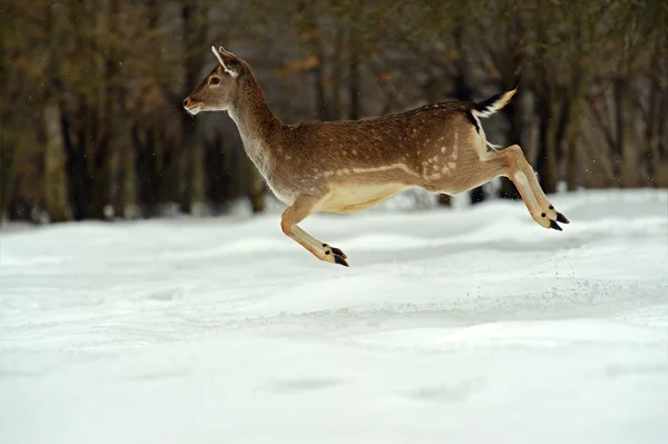 Cervi in inverno — Foto Stock