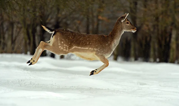 Deer in winter — Stock Photo, Image