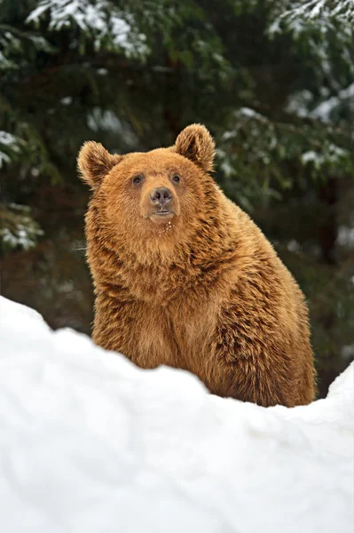 Urso castanho — Fotografia de Stock