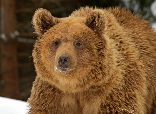 Brown bear — Stock Photo, Image