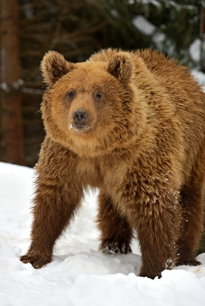 Urso castanho — Fotografia de Stock