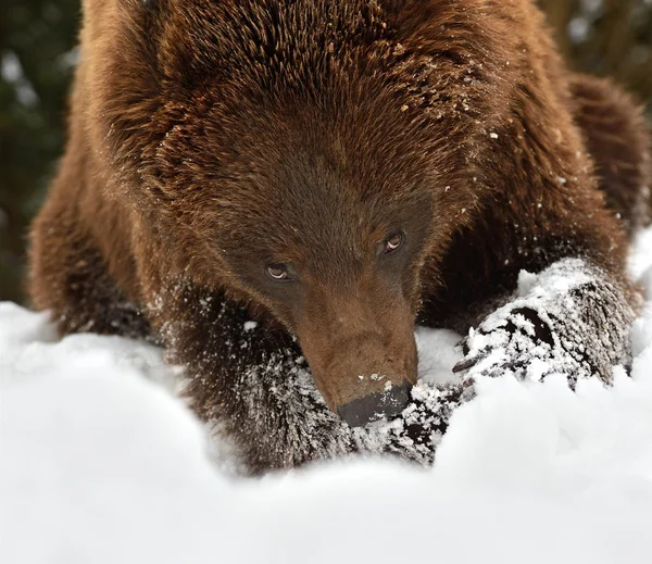 Orso bruno — Foto Stock