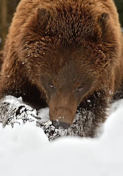 Braunbär — Stockfoto