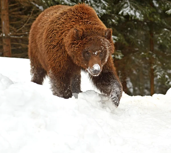 Orso bruno — Foto Stock