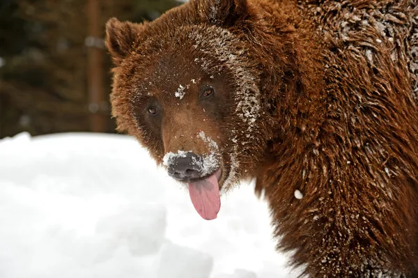 Orso bruno — Foto Stock