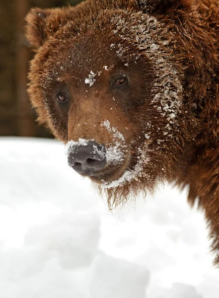 Braunbär — Stockfoto