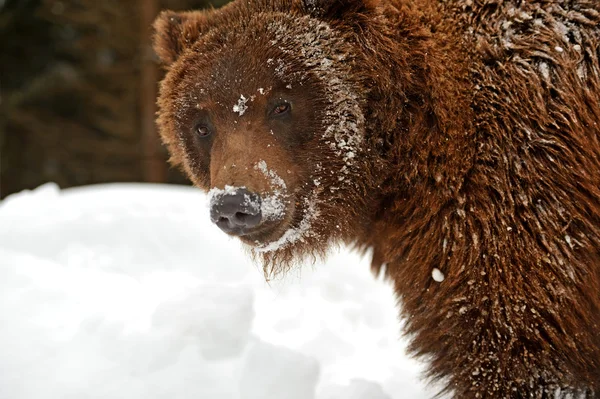 Braunbär — Stockfoto