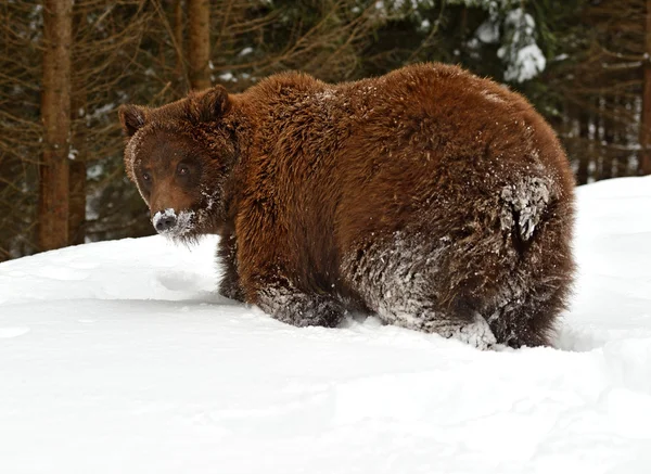 Urso castanho — Fotografia de Stock