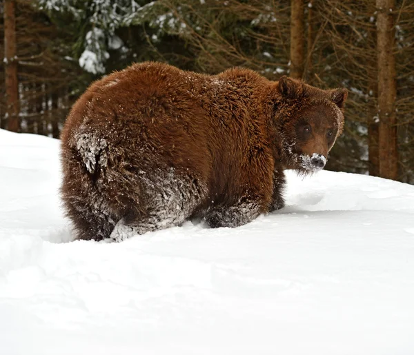 Urso castanho — Fotografia de Stock