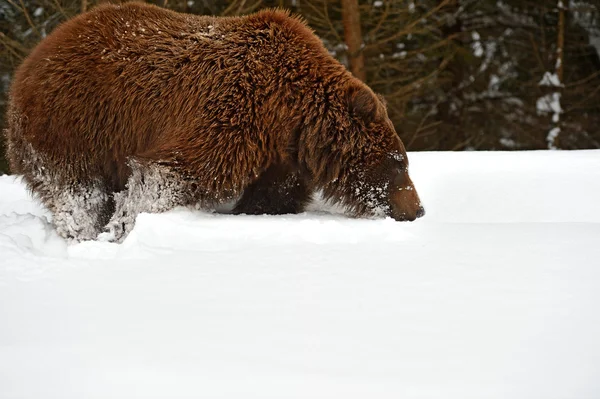 Braunbär — Stockfoto