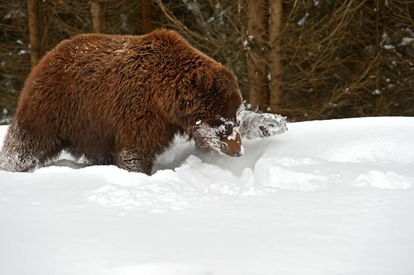 Bruine beer — Stockfoto