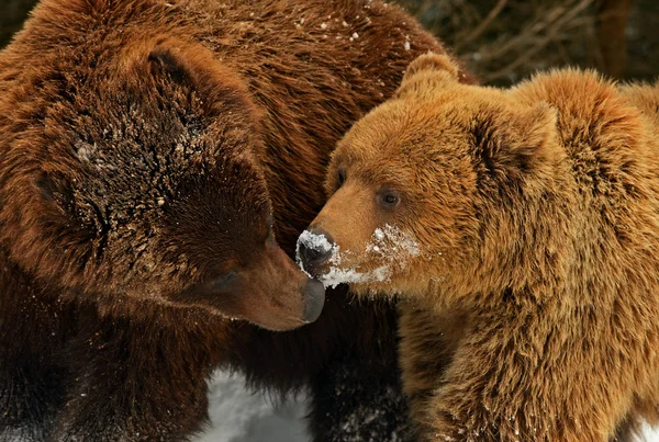 Brown bear — Stock Photo, Image