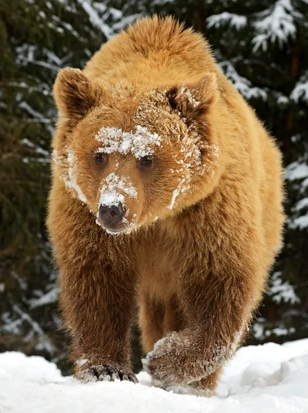 Urso castanho — Fotografia de Stock