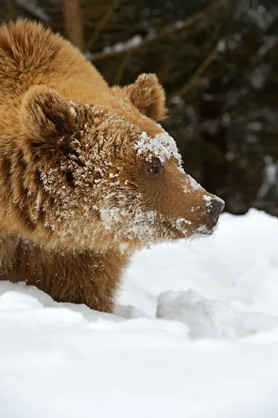 Braunbär — Stockfoto