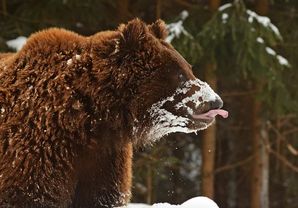 Brown bear — Stock Photo, Image