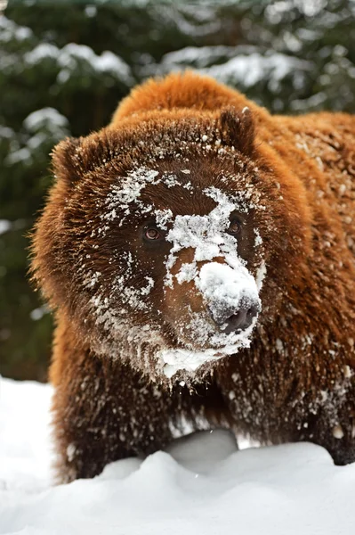 Urso castanho — Fotografia de Stock