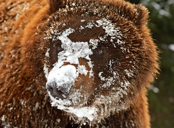 Urso castanho — Fotografia de Stock