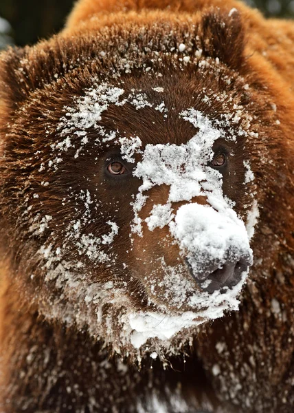 Orso bruno — Foto Stock