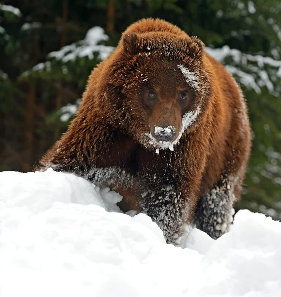 Brown bear — Stock Photo, Image