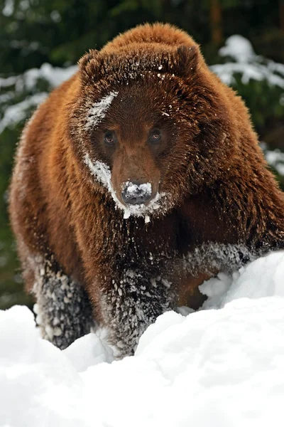 Brown bear — Stock Photo, Image