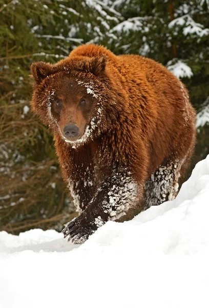 Urso castanho — Fotografia de Stock