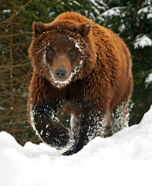 Urso castanho — Fotografia de Stock