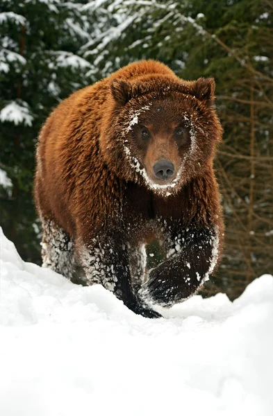 Urso castanho — Fotografia de Stock